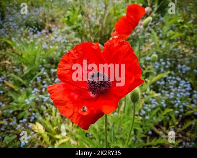 Belle fleur de pavot rouge au soleil dans un jardin vert. Banque D'Images
