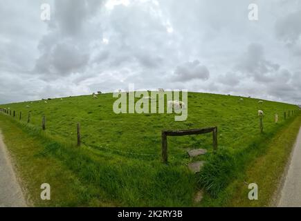 Moutons sur une digue verte en mer du Nord près de Husum. Banque D'Images