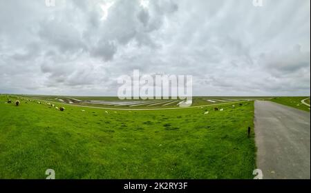 Moutons sur une digue verte en mer du Nord près de Husum. Banque D'Images