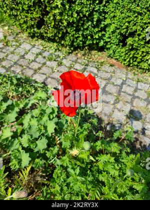 Belle fleur de pavot rouge au soleil dans un jardin vert. Banque D'Images