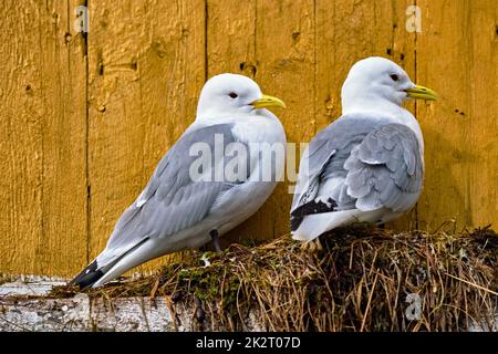 Mouette oiseau close up Banque D'Images