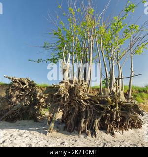 Conséquences de l'érosion côtière : arbres tombés sur la falaise, racines d'arbres exposées, mer Baltique, Zierow, baie de Wismar, Nordwestmecklenburg, Mecklenburg-Vorpommern, Allemagne Banque D'Images