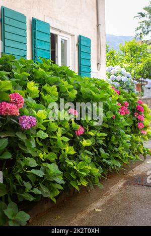 Un très beau buisson d'hortensia rose sur le fond d'une belle maison avec des volets verts. Banque D'Images