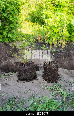 Semis de bleuets, plantation de broussailles, préparation des terres, excavation d'un trou. Un homme plante un arbre. Le concept d'écologie et de conservation de l'environnement. Banque D'Images