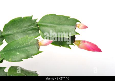 Schlumbergera fleurit sur fond blanc Banque D'Images