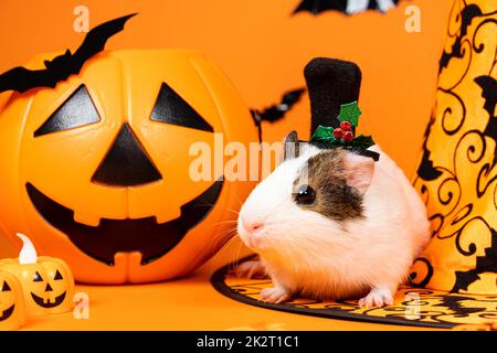 Un cobaye blanc est assis près d'une citrouille et d'un chapeau de sorcière. Les animaux célèbrent Halloween Banque D'Images