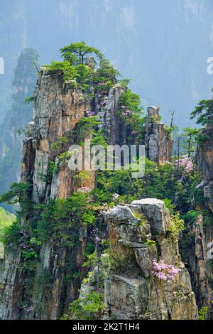 Les montagnes de Zhangjiajie, Chine Banque D'Images