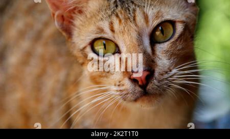 photo en gros plan du visage de chat. Banque D'Images