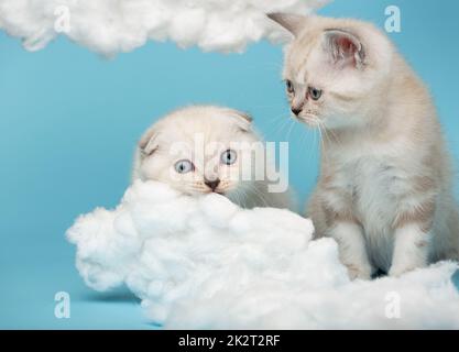 Un petit chaton regardant comme un autre chaton est sur le point de ronger un nuage de coton sur un fond bleu. Banque D'Images