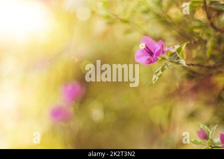 Le matin, la lumière du soleil brille à travers la fleur de glabra de Bougainvilliers rose. Magnifique arrière-plan nature d'été Banque D'Images