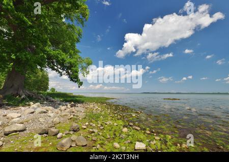 Sur la plage naturelle, Mer Baltique à marée basse, Zierow, Baie de Wismar, Nordwestmecklenburg, Mecklenburg-Vorpommern, Allemagne Banque D'Images