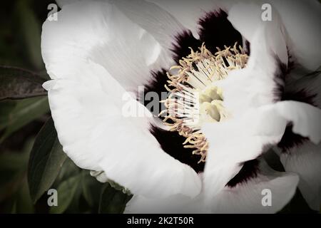 Pivoine d'arbre blanche en fleurs. Grande pivoine blanche au printemps Banque D'Images