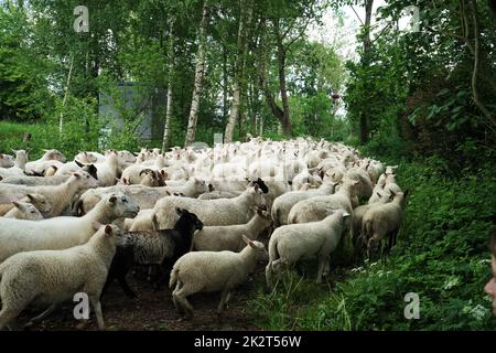 Un grand troupeau de moutons court sur la route en été Banque D'Images