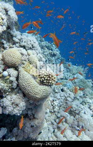 Récif de corail coloré au fond de la mer tropicale, paysage sous-marin Banque D'Images