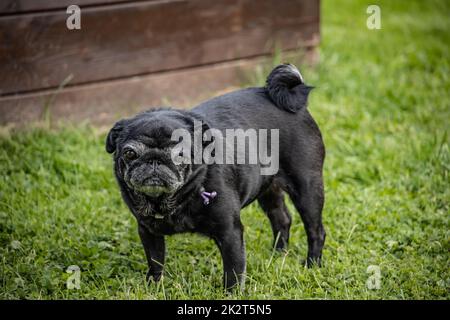 Pug sénior noir Banque D'Images