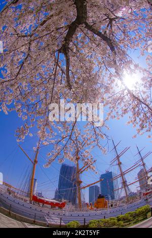 Sakura et Yokohama Minato Mirai toits de pleine fleur Banque D'Images