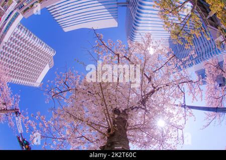 Sakura et Yokohama Minato Mirai toits de pleine fleur Banque D'Images