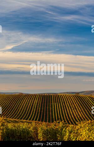 Vignoble d'automne près de Velke Bilovice, Moravie du Sud, République tchèque Banque D'Images