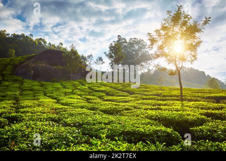 plantation de thé le matin, Inde Banque D'Images