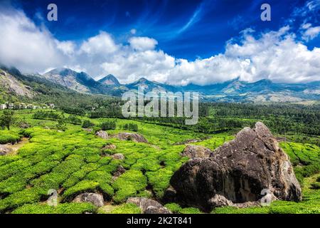 Les plantations de thé. Munnar, Kerala Banque D'Images
