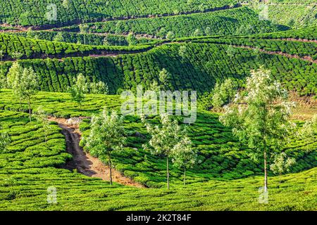 Les plantations de thé du matin, de l'Inde Banque D'Images