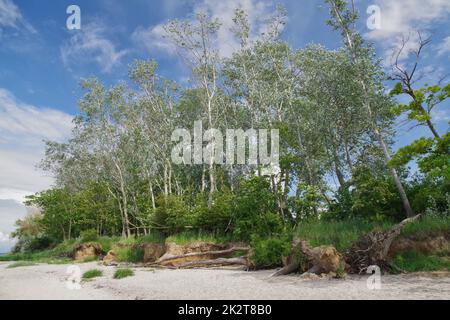 Conséquences de l'érosion côtière : arbres tombés sur la falaise, racines d'arbres exposées, mer Baltique, Zierow, baie de Wismar, Nordwestmecklenburg, Mecklenburg-Vorpommern, Allemagne Banque D'Images