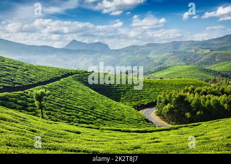 Les plantations de thé, Munnar, Kerala State, India Banque D'Images