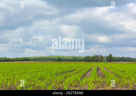 Champ agricole nord-allemand éoliennes nature paysage panorama Allemagne. Banque D'Images