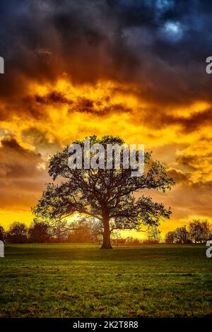 silhouette d'arbre de chêne seul sur la prairie au coucher du soleil Banque D'Images