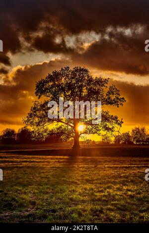 silhouette d'arbre de chêne seul sur la prairie au coucher du soleil Banque D'Images