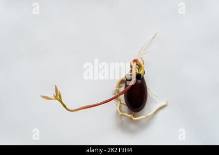 Un jeune lychee germe depuis l'os d'une maison sur un fond blanc Banque D'Images