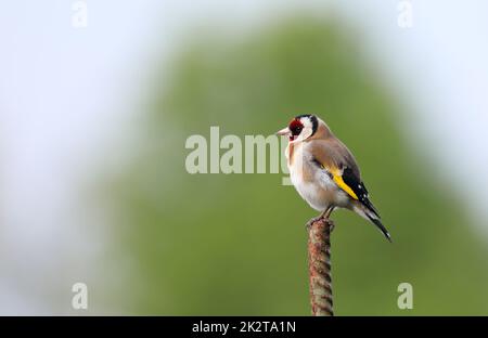 Gros plan d'un Goldfinch - Carduelis carduelis - perché sur un poste de fer à Francfort, en Allemagne Banque D'Images