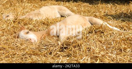 Un foal se trouve dans la paille dormant au soleil Banque D'Images