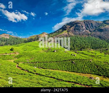 Les plantations de thé, Munnar, Kerala State, India Banque D'Images