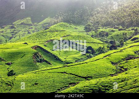 Les plantations de thé dans la région de Kerala, Inde Banque D'Images