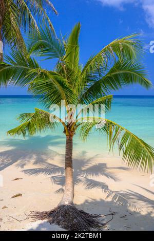 Cococotiers sur la plage tropicale de Haad Yao, île de Koh Phangan, su Banque D'Images