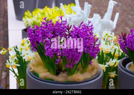 Fleurs de jacinthe violettes et jaunes fraîches Banque D'Images