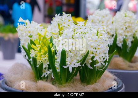 Fleurs de jacinthe blanches et jaunes, pourpres et fraîches Banque D'Images