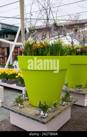 Jonquilles blanches et jaunes, tulipes en pot vert, parc de Keukenhof, Lisse, Hollande Banque D'Images