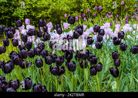 Tulipes violettes noires, parc de Keukenhof, Lisse en Hollande Banque D'Images