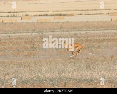 course de lévriers chien rapide animaux domestiques champ chasse au lièvre Banque D'Images