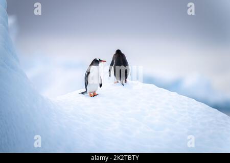 Deux pingouins gentoo debout sur la banquise Banque D'Images