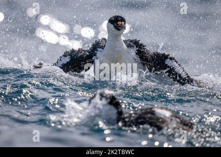 Deux chiffons impériaux éclaboussent dans l'eau Banque D'Images