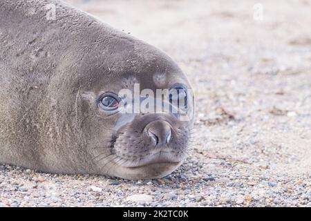 Phoque à l'éléphant sur la plage, Patagonie, Argentine Banque D'Images