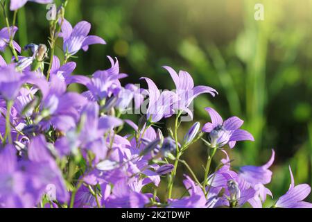 Campanula patula groupe de diffusion bellflower en fleurs sur la prairie Banque D'Images