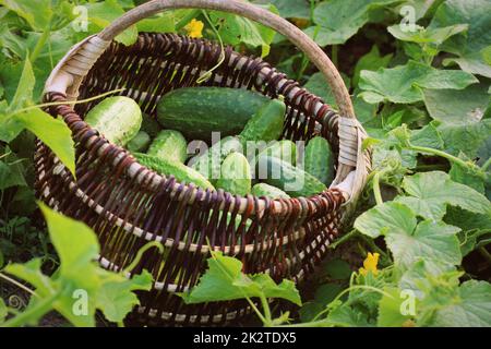 La récolte de concombres frais dans un panier. Arrière-plan de jardinage de plantes vertes Banque D'Images