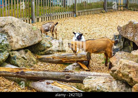 Jeunes chèvres mignons dans la ferme sur Wurmberg montagne Harz Allemagne. Banque D'Images