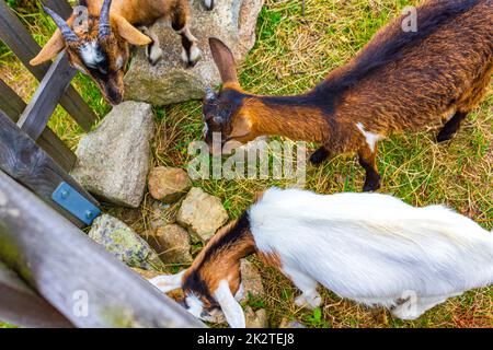 Jeunes chèvres mignons dans la ferme sur Wurmberg montagne Harz Allemagne. Banque D'Images