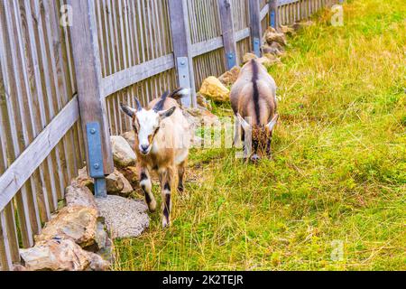 Jeunes chèvres mignons dans la ferme sur Wurmberg montagne Harz Allemagne. Banque D'Images