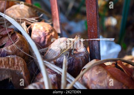 Brown Gecko, Scintinae, Lizard, Chameleon sur noix de coco, Railay BE Banque D'Images